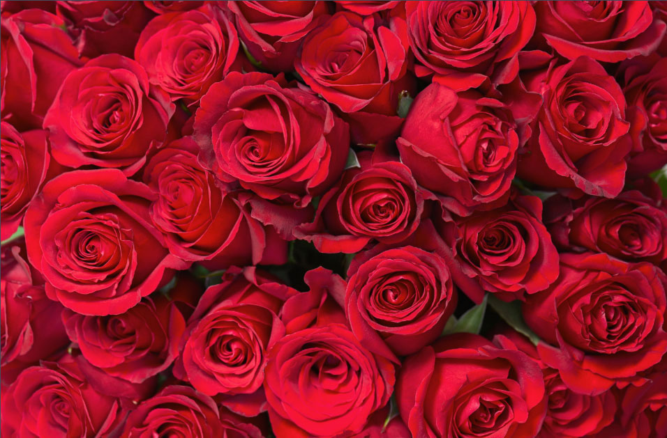 Čestitka povodom Međunarodnog dana žena